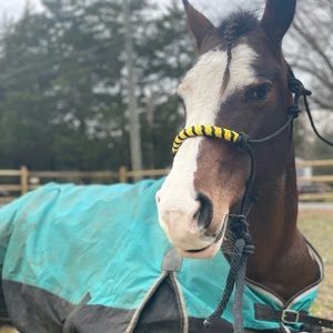 Meet your Posher, Callie